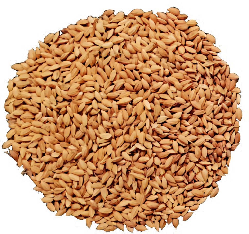 Close-up Texture of Uncooked Brown Rice Grains - Earthy Wallpaper