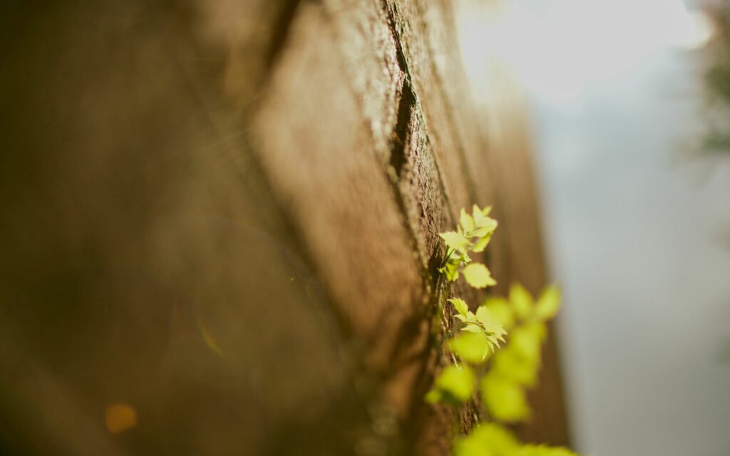 Natural Textured Wallpaper: Close-Up of Bark & Green Leaves