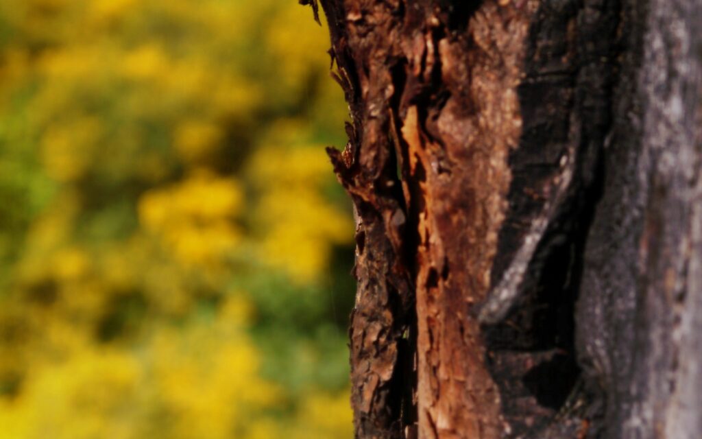 Close-up of textured tree bark with blurred green grass and yellow foliage background wallpaper
