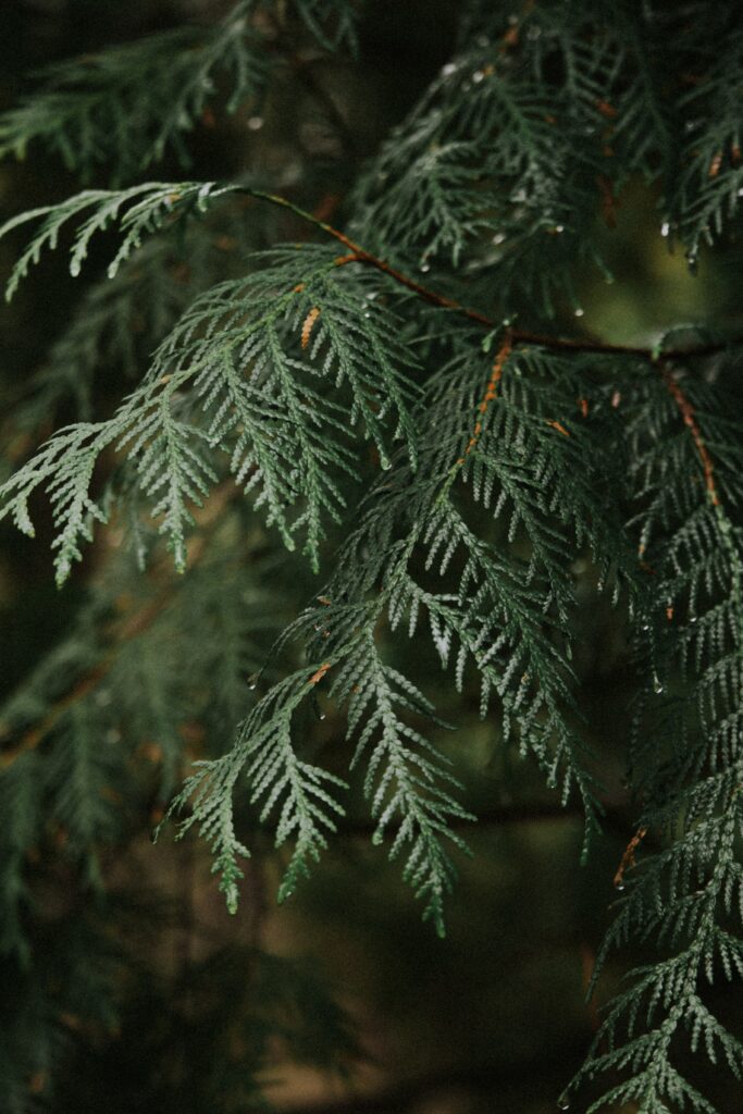 Close-up of thuja branch with green needles and water drops natural texture background wallpaper