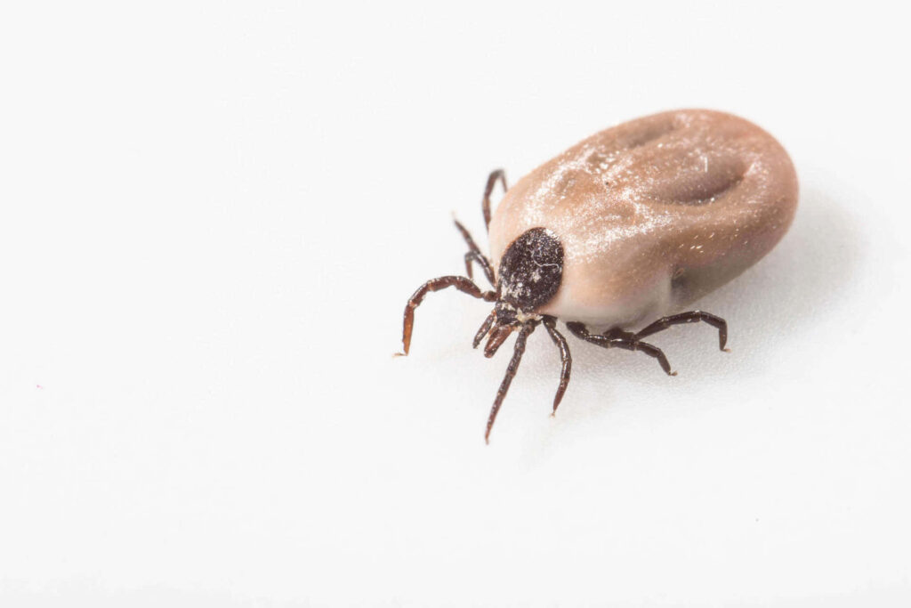 Close-Up of Brown Tick on White Background – Detailed Wallpaper