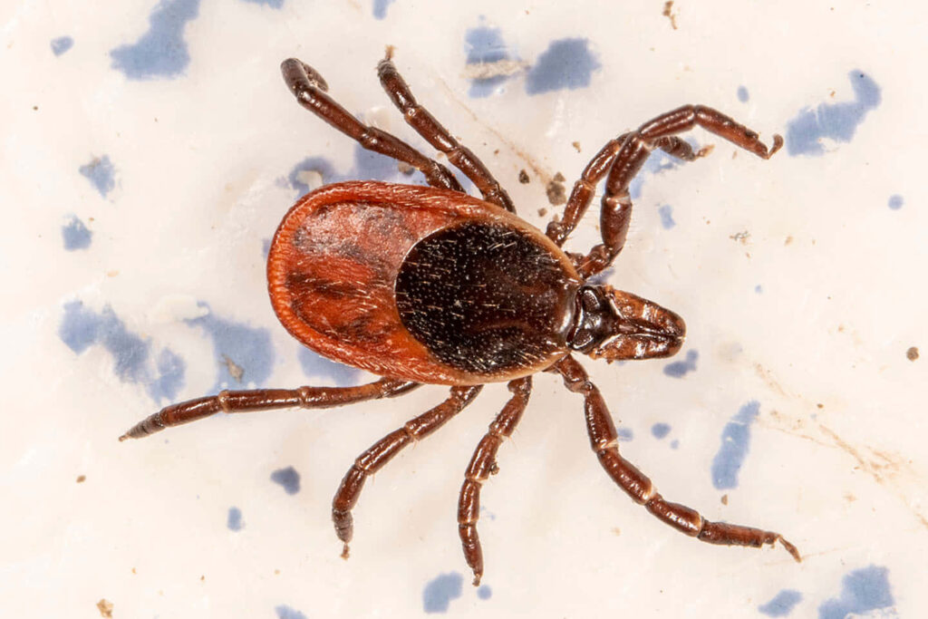 Intricate Tick Close-Up: Detailed Wallpaper Background Image