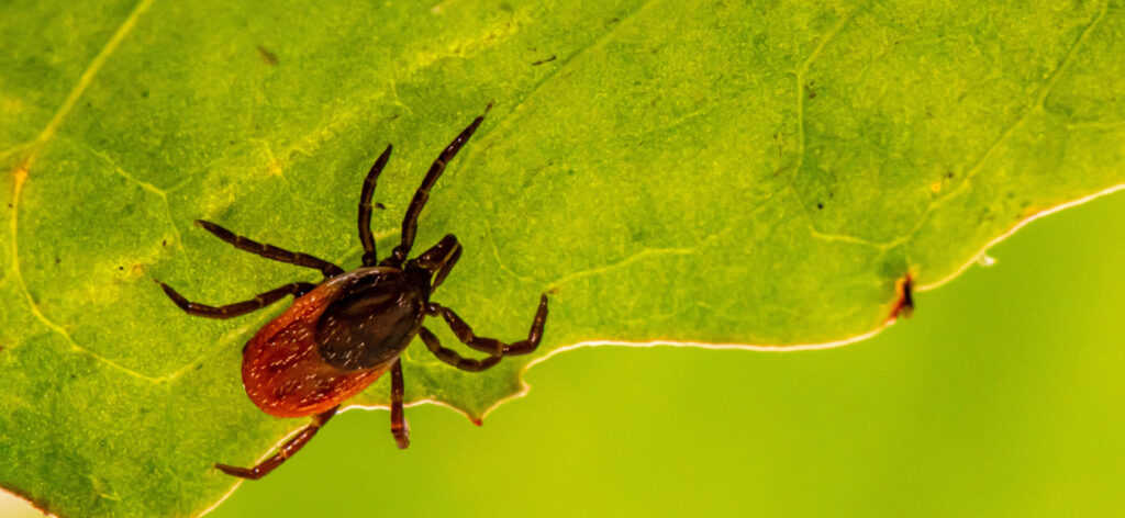 Vibrant Green Leaf with Close-Up of Tick – Nature Wallpaper