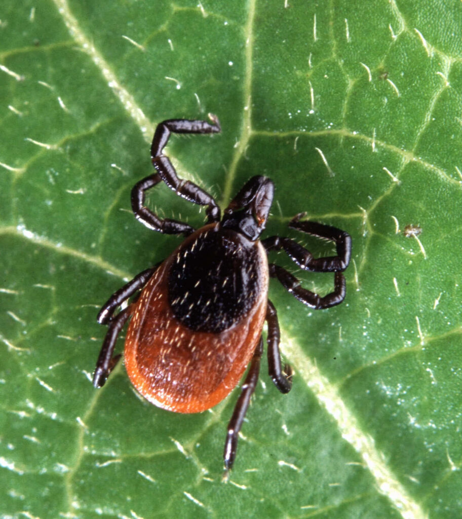 Close-Up Tick on Green Leaf: Detailed Textures Wallpaper Background