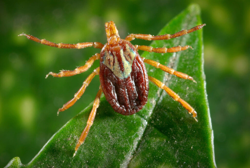 Intricate Tick Close-Up on Green Leaf - Stunning Wallpaper Background