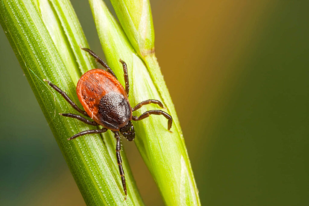 Close-Up of Tick on Green Plant Stem - Nature Wallpaper Background