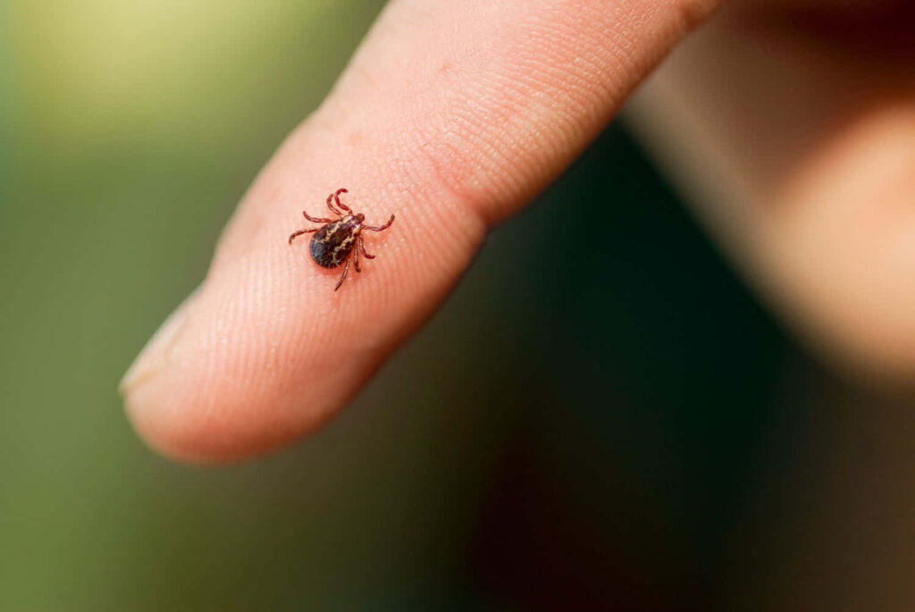 High-Res Tick Close-Up on Finger: Detailed Features & Green Blur Wallpaper