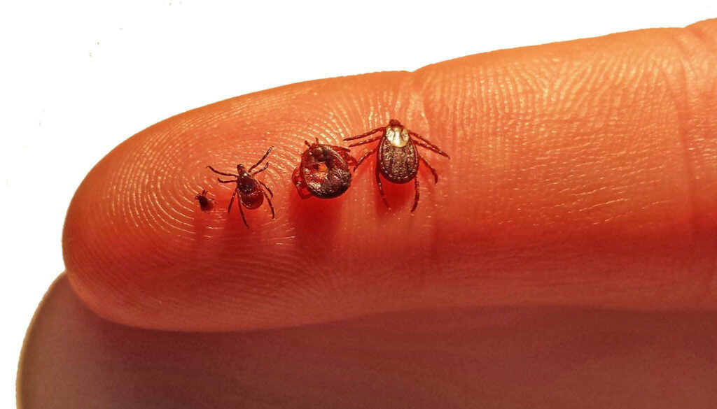 Ticks of Various Sizes on Finger: Scale Comparison Wallpaper
