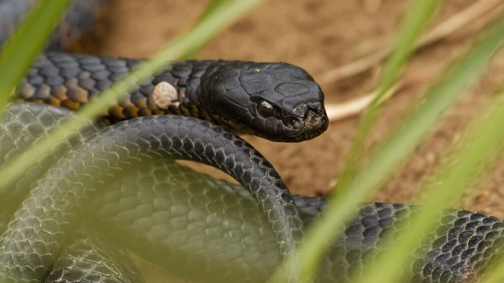 Close-Up Tiger Snake Wallpaper: Nature's Beauty in Earthy Tones