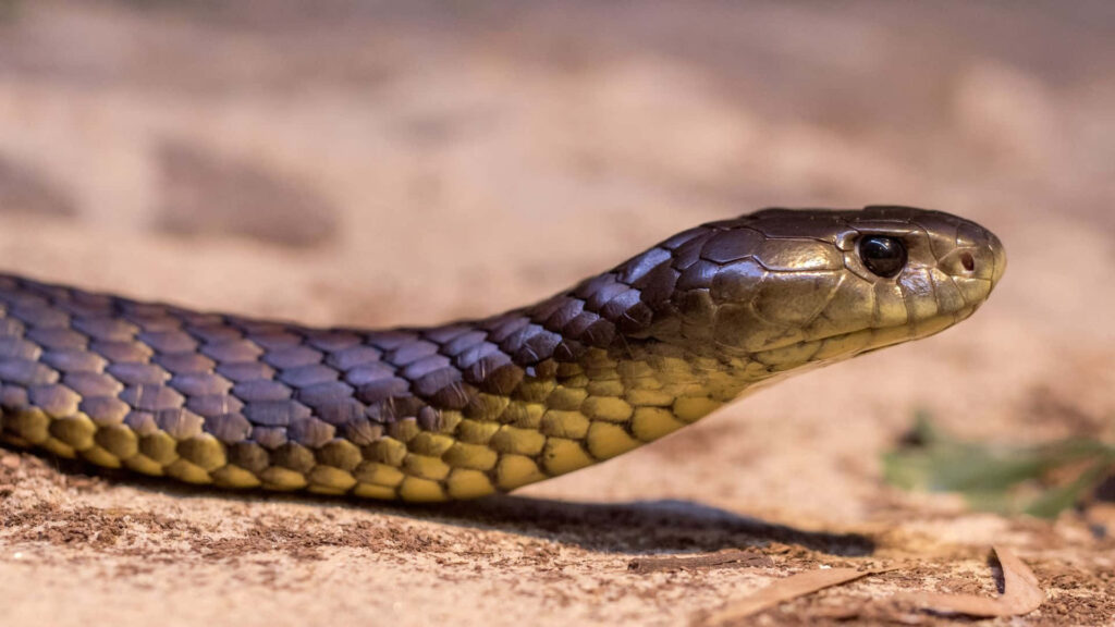 Close-Up of Tiger Snake: Distinctive Scales & Intense Gaze Wallpaper