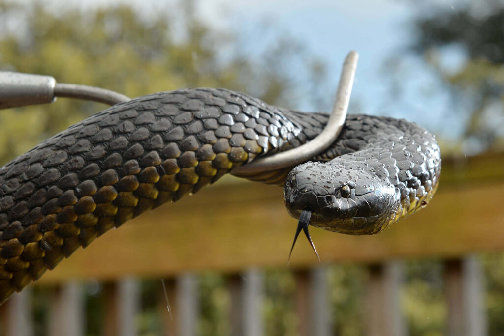 Close-Up Tiger Snake Wallpaper: Textured Scales & Intense Gaze