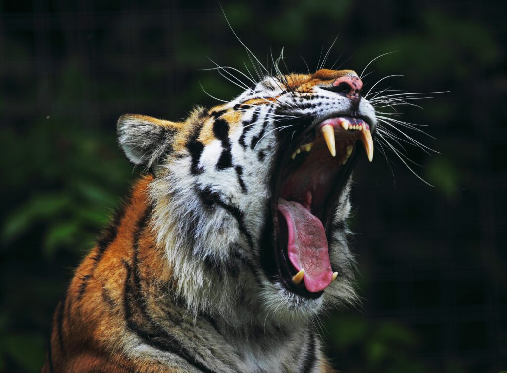 Powerful Tiger Close-Up Wallpaper: Intense Majestic Big Cat Background