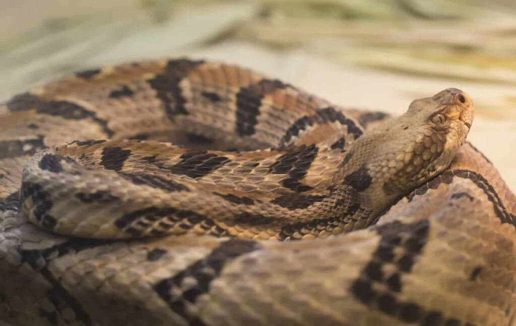Intricate Timber Rattlesnake Wallpaper: Nature's Textured Beauty