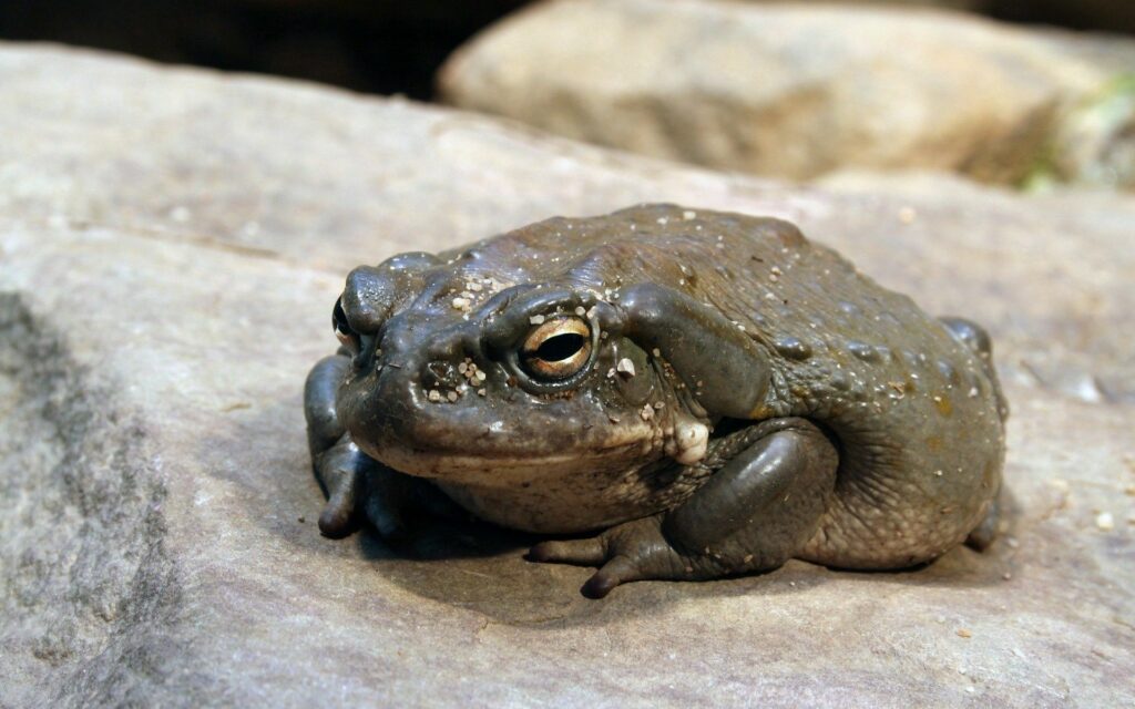 Close-Up Toad on Stone: Serene Nature-Inspired Wallpaper 1920x1200