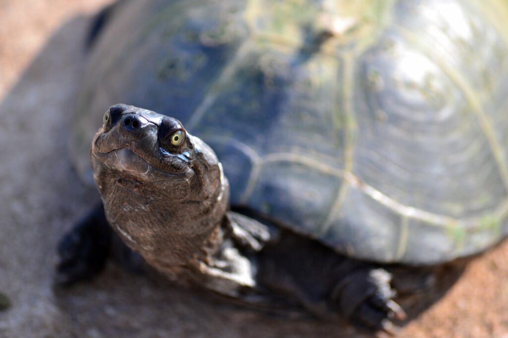 Close-Up Tortoise Wallpaper: Detailed Shell & Inquisitive Eyes