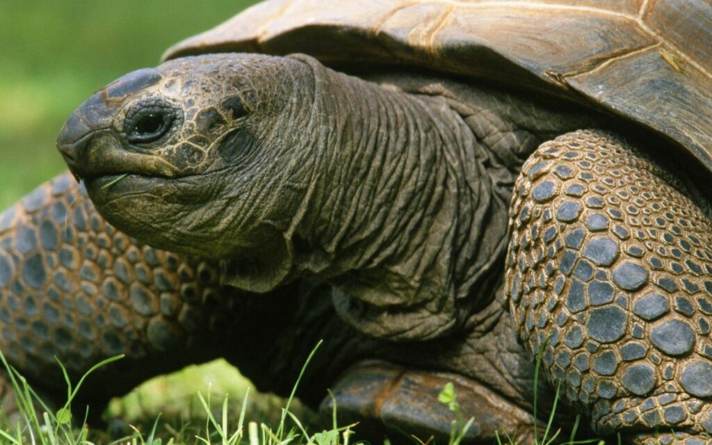 Intricate Tortoise Close-Up Wallpaper in Lush Greenery - 1920x1200