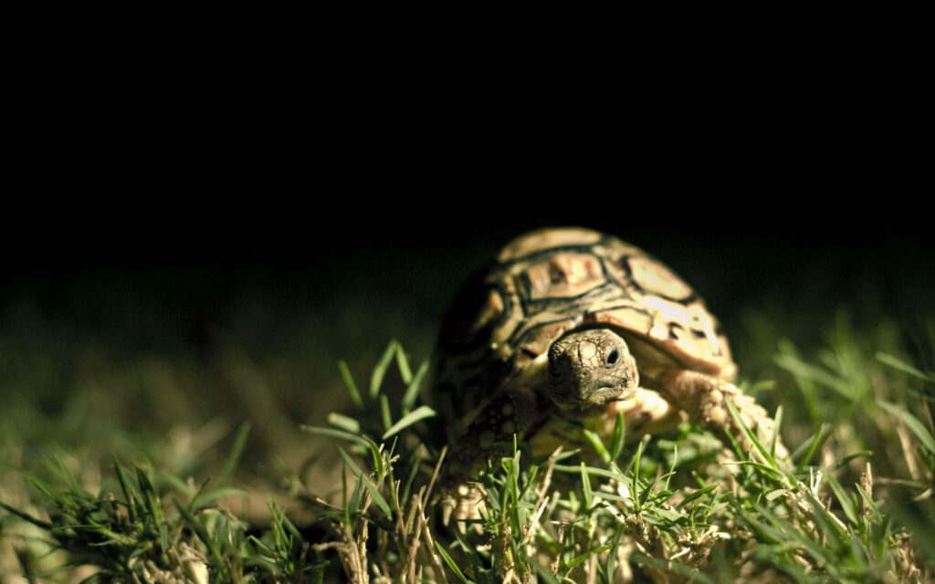 Tortoise Close-Up: Intricate Shell Patterns in Lush Grass Background Wallpaper