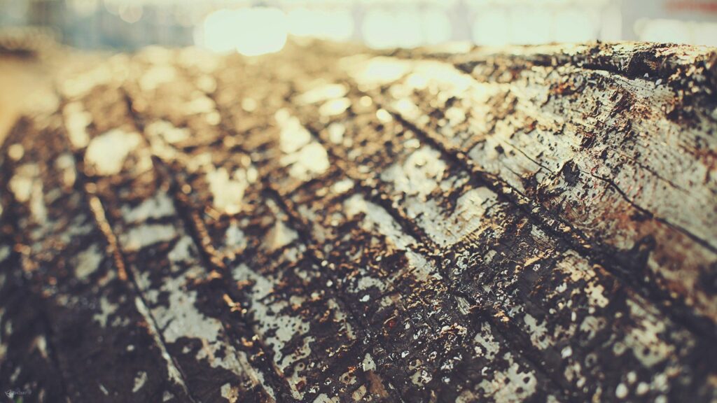 Close-Up Tree Bark Wallpaper: Textured Earthy Background