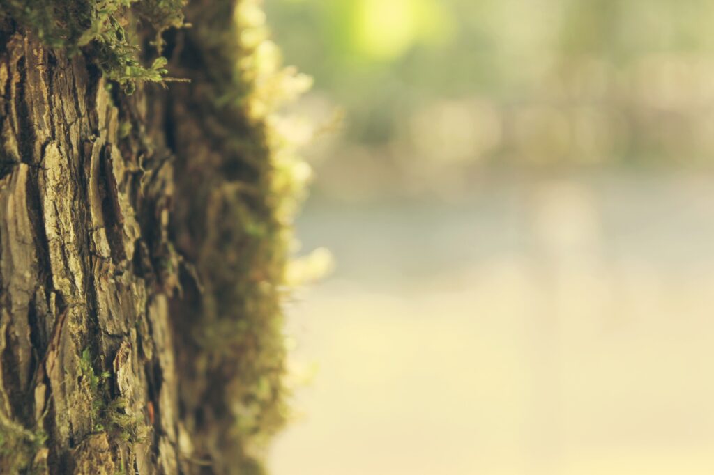 Serene Tree Bark with Soft Moss - Gentle Spring Light Wallpaper