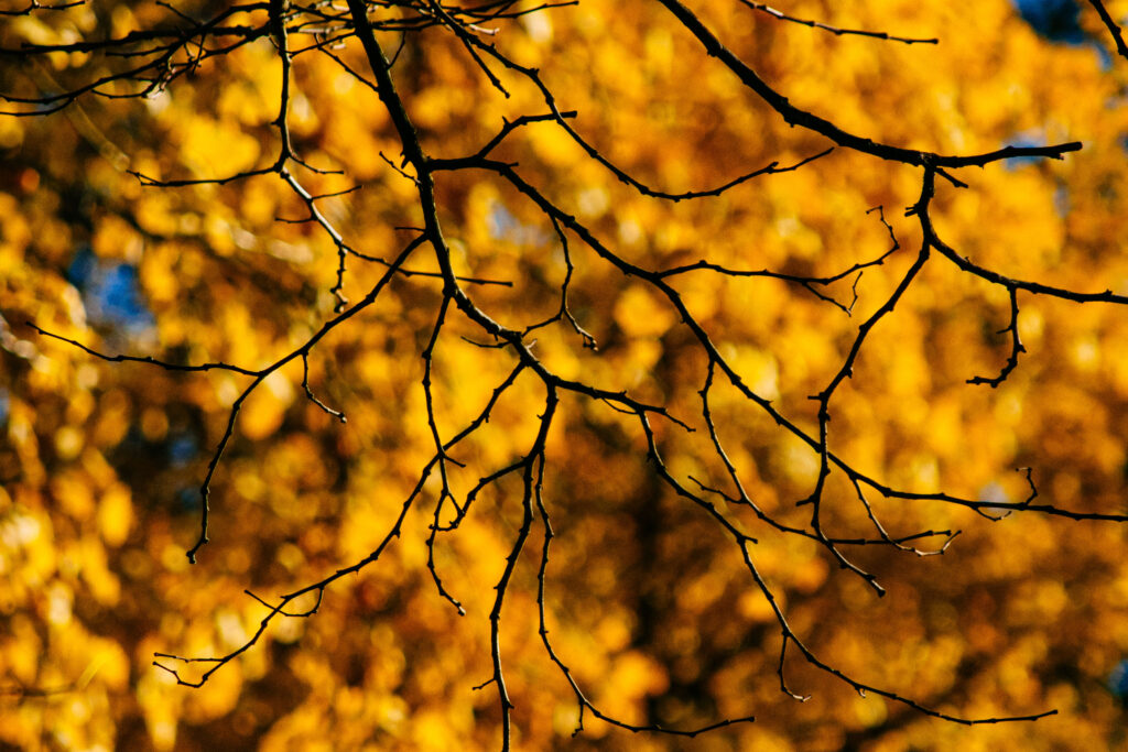 Vibrant Yellow Autumn Wallpaper: Tree Branches & Soft Sunlight