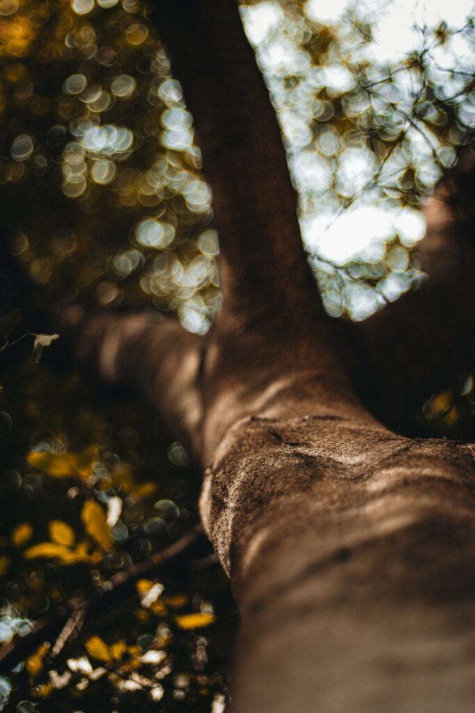 Detailed Tree Trunk Bark Texture - Soft Blurred Leaves Wallpaper