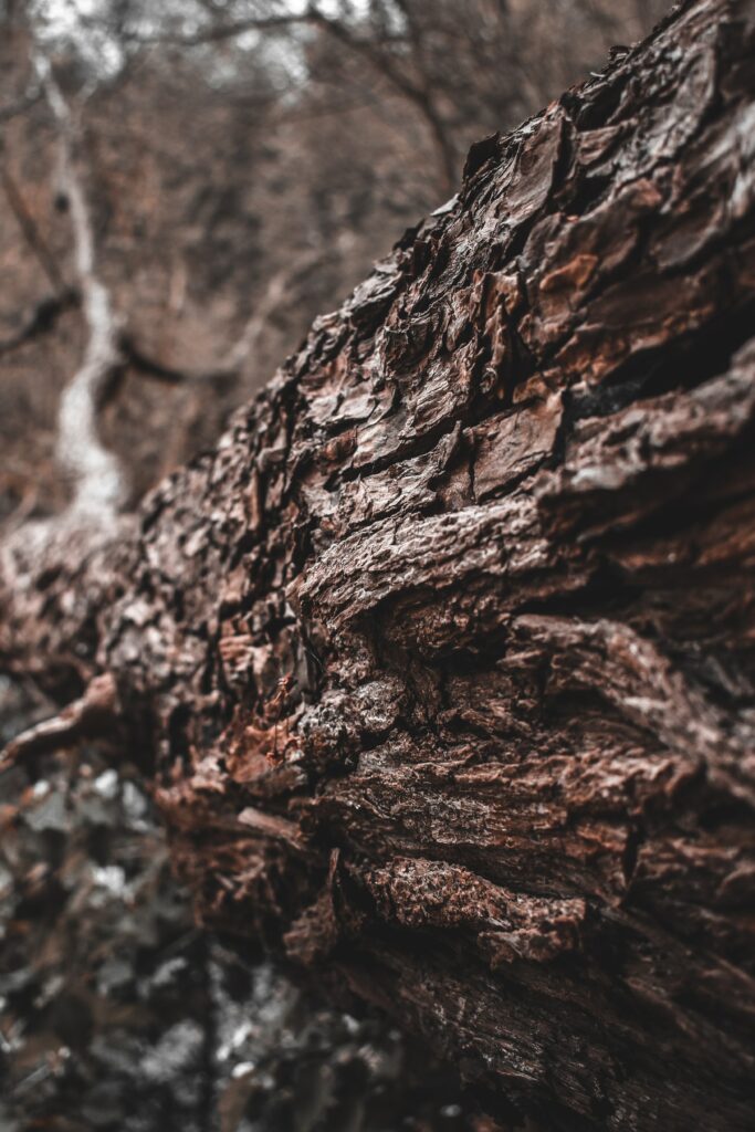 Close up of rugged brown tree bark texture with blurred natural background wallpaper design