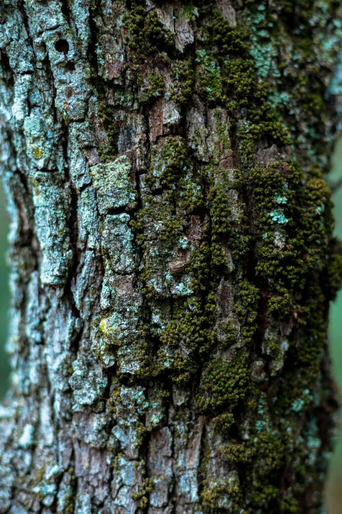Close-Up Tree Trunk Wallpaper: Rustic Bark & Green Moss Background