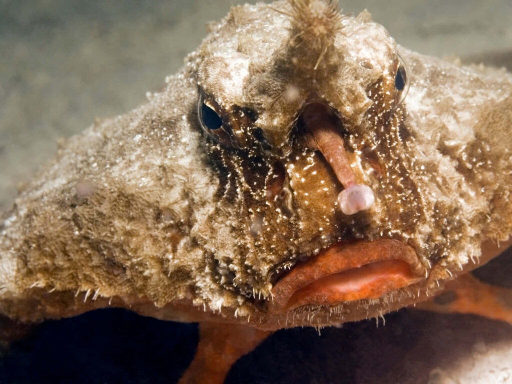 Close-up of unique batfish with textured skin in tropical underwater habitat wallpaper background