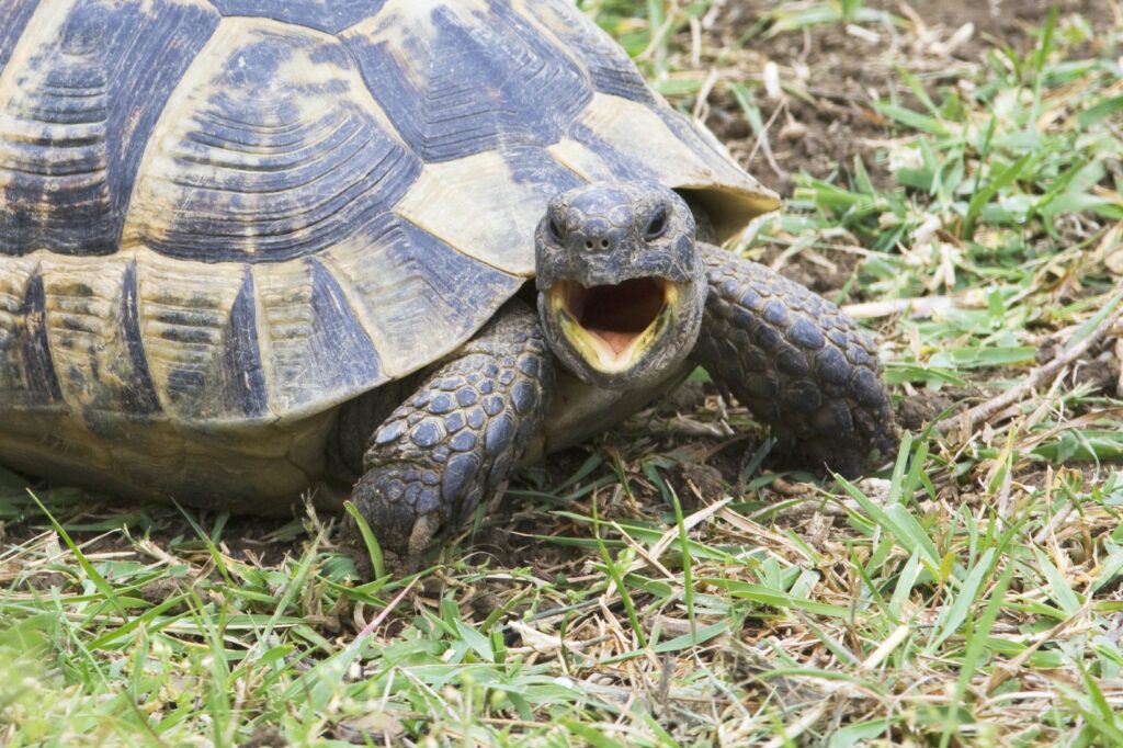 Close-Up Turtle Shouting on Grass: Detailed Shell & Natural Backdrop Wallpaper