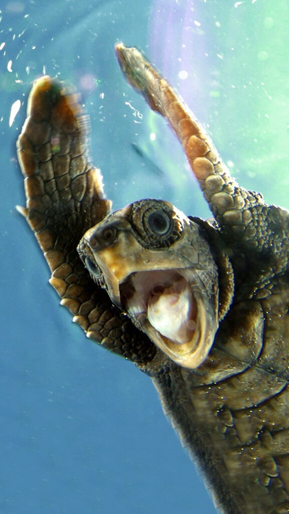 Close up underwater turtle with open mouth and extended flippers detailed textured wallpaper