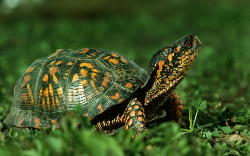 Close-Up Turtle Wallpaper: Nature's Peaceful Moment in Green Grass