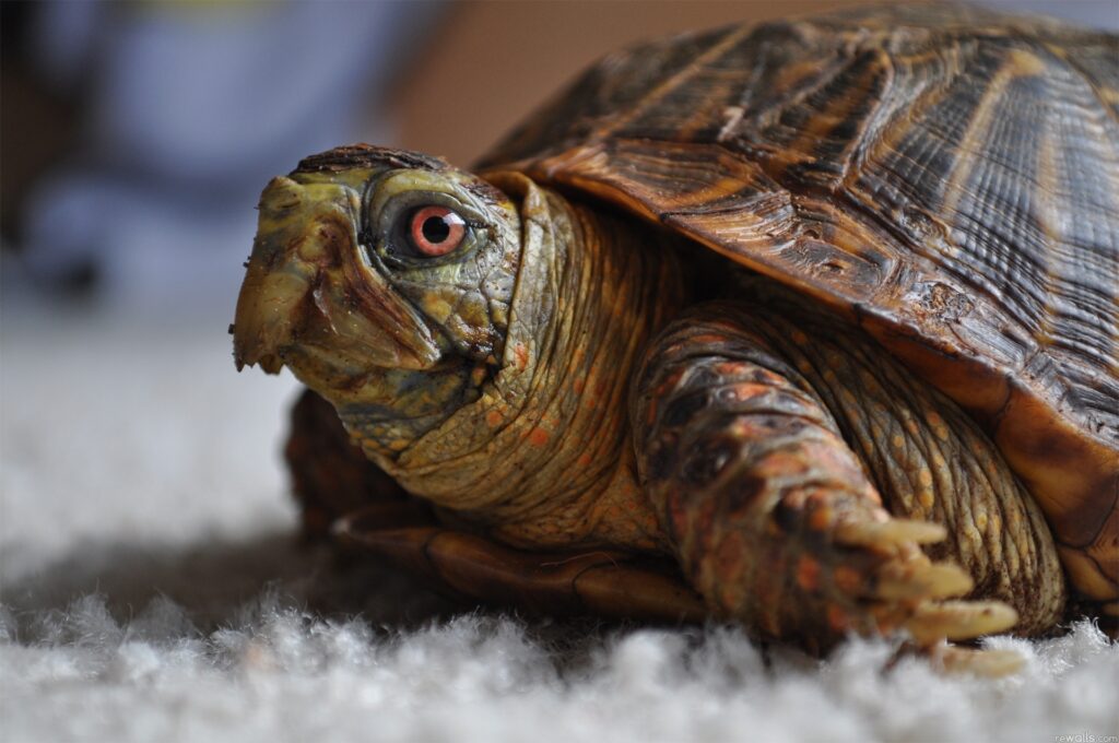 Close-Up Turtle Wallpaper: Stunning Detail of Head & Textured Shell