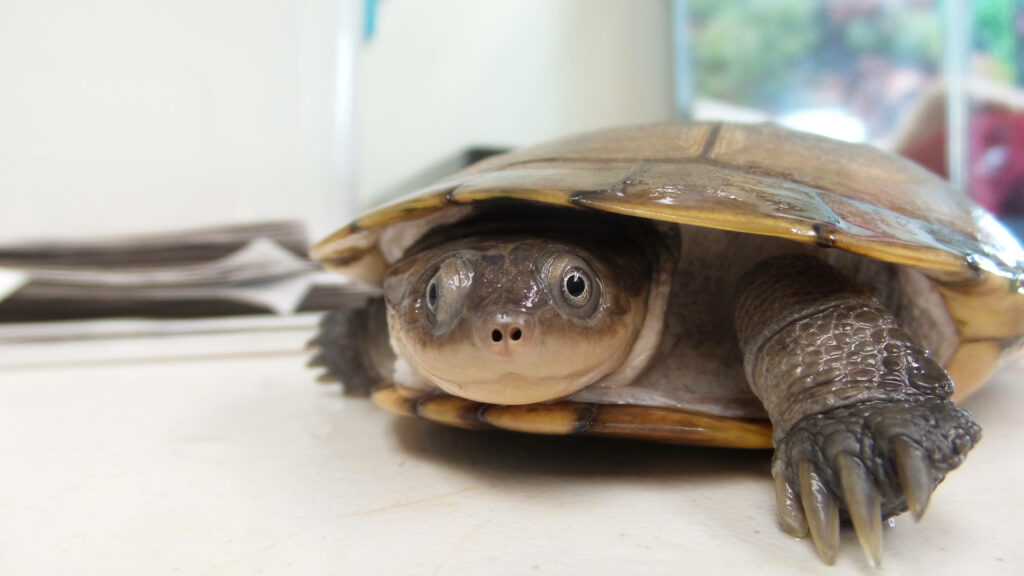 Close-Up Turtle Wallpaper: Detailed Shell and Textures with Soft Background