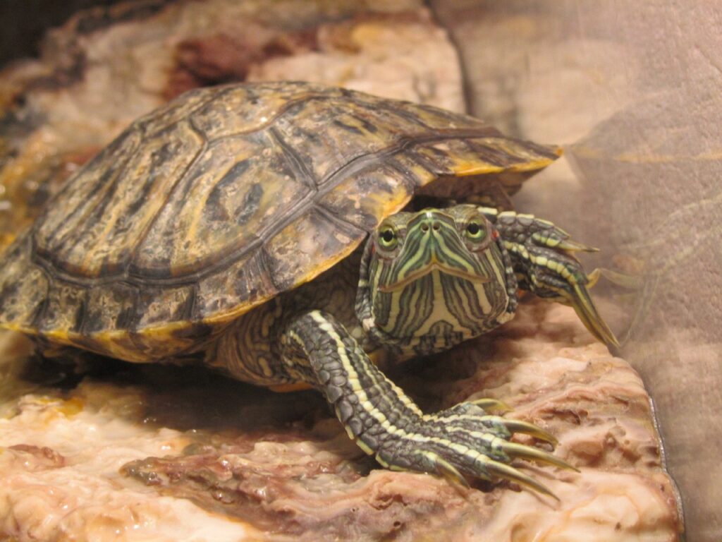 Close-Up Turtle Wallpaper: Intricate Carapace and Earthy Textures