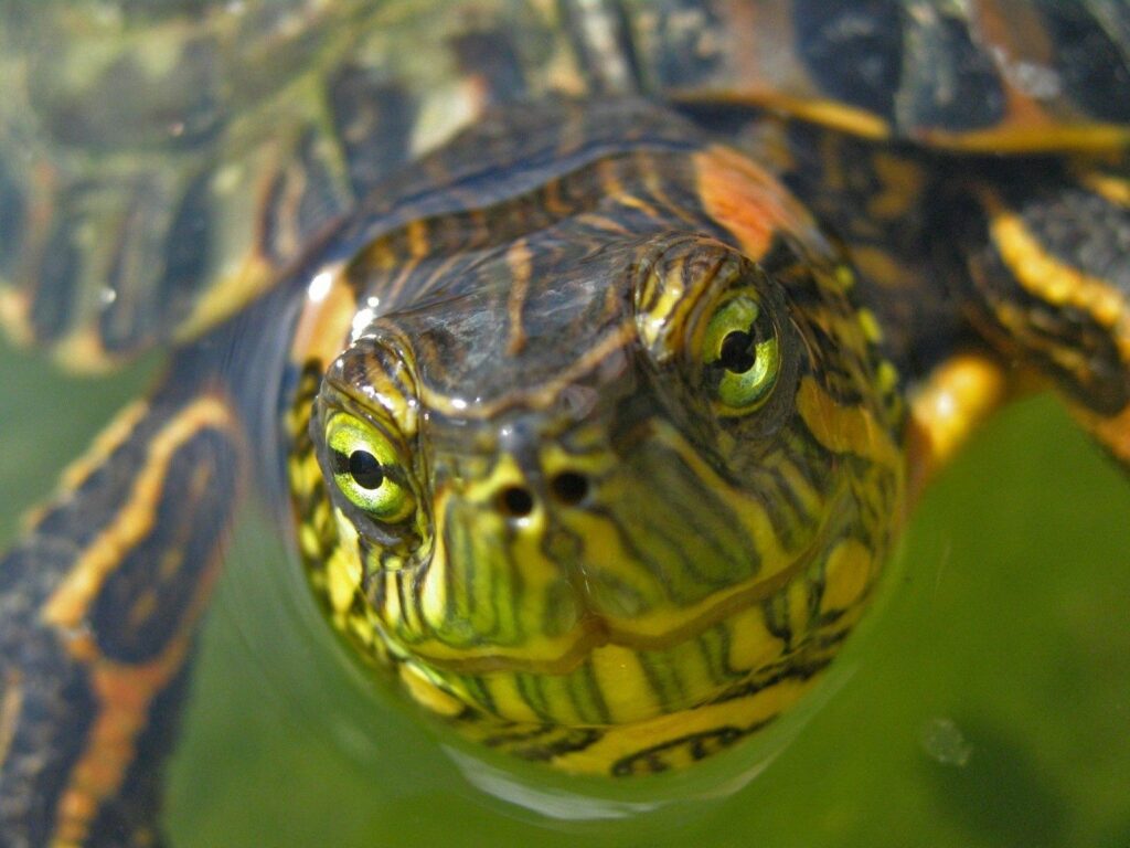Close-Up Turtle Wallpaper: Intricate Muzzle & Captivating Eyes