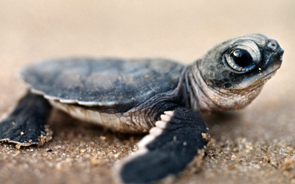 Close-Up of Turtle on Sand: Intricate Shell Details and Expressive Eyes Wallpaper