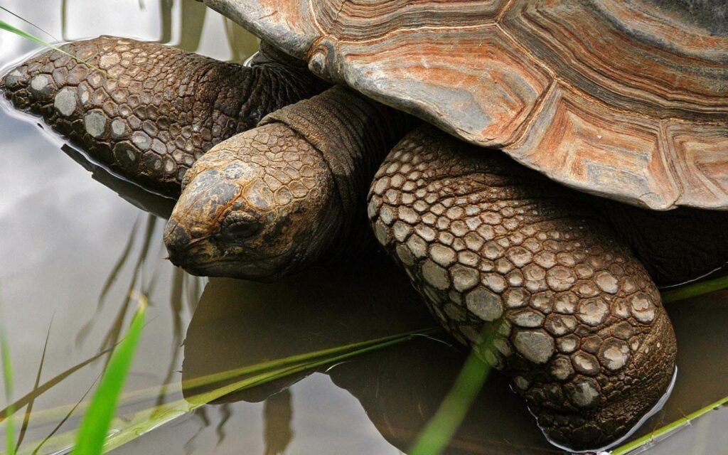 Close-Up Turtle Wallpaper: Intricate Shell & Serene Water Scene