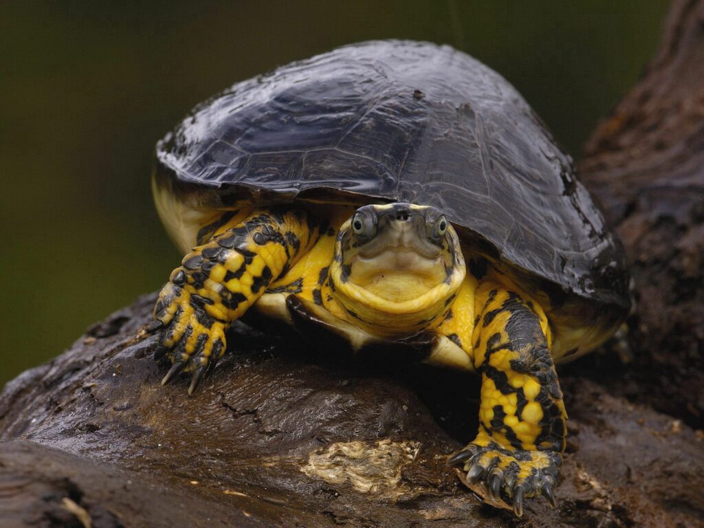 Close-Up Turtle Wallpaper: Serene Nature Background with Glistening Shell