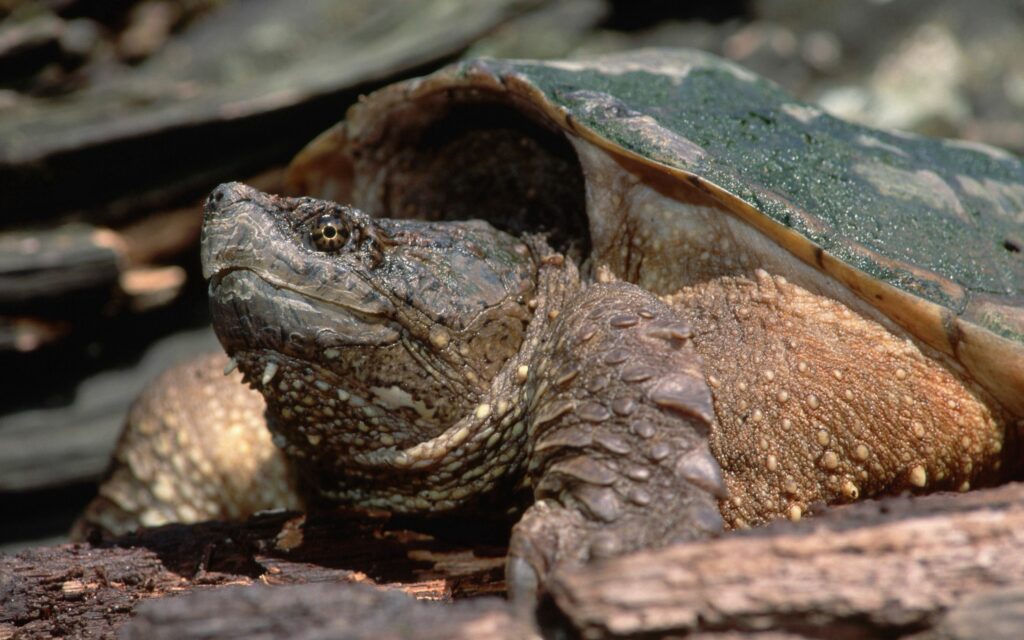 Close-Up Turtle Wallpaper: Textured Shell & Scaled Head in Nature