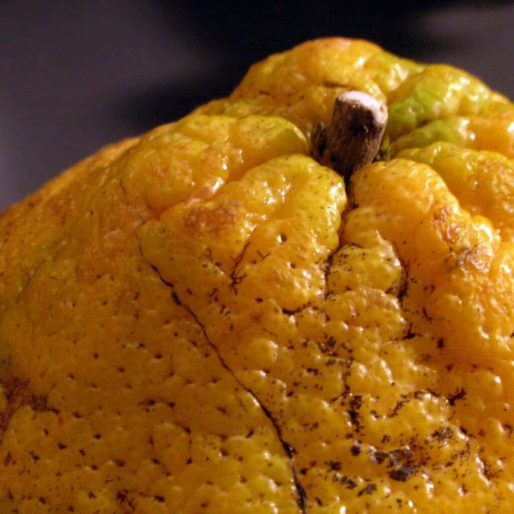 Textured Ugli Fruit Close-Up: Yellow & Green Skin Wallpaper