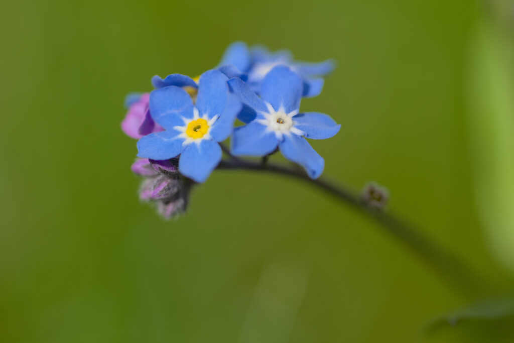 Vibrant Blue Forget-Me-Not Flowers on Soft Green Background Wallpaper
