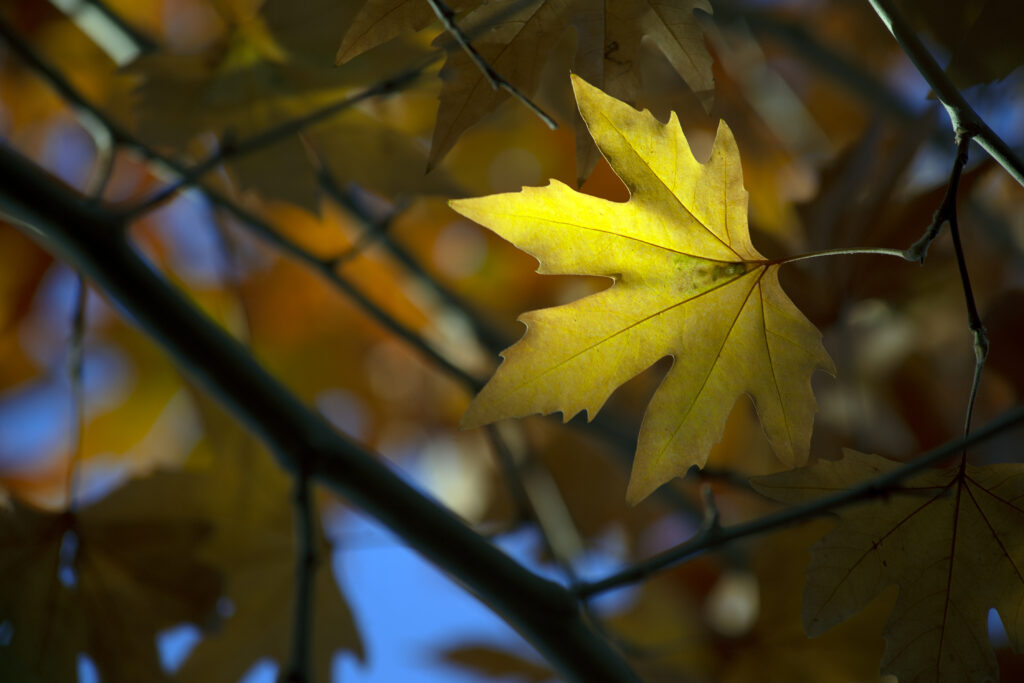 Vibrant Maple Leaf Wallpaper: Warm Autumn Hues & Soft Blur