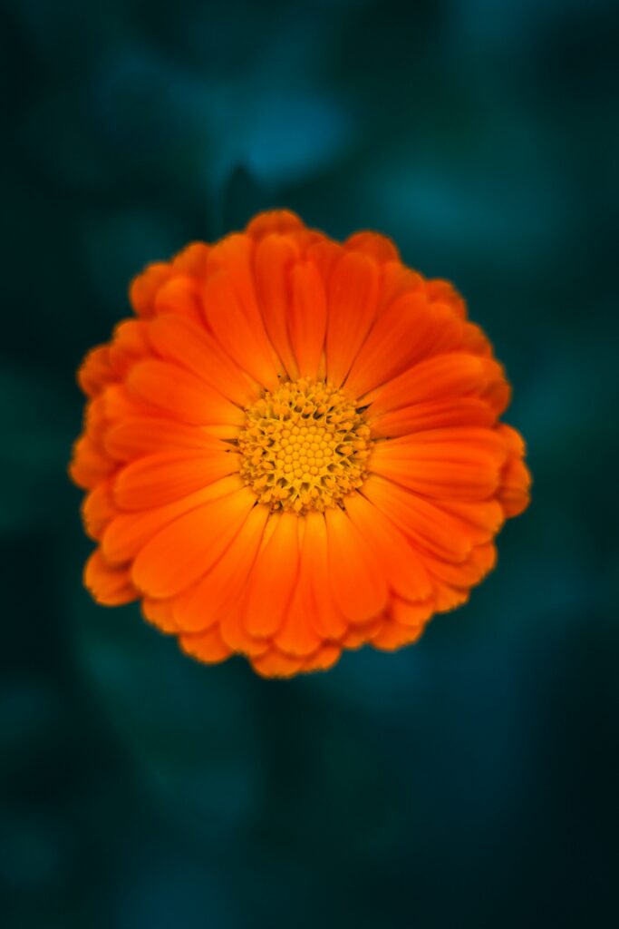 Vibrant Orange Calendula Flower Close-Up on Dark Green Background Wallpaper
