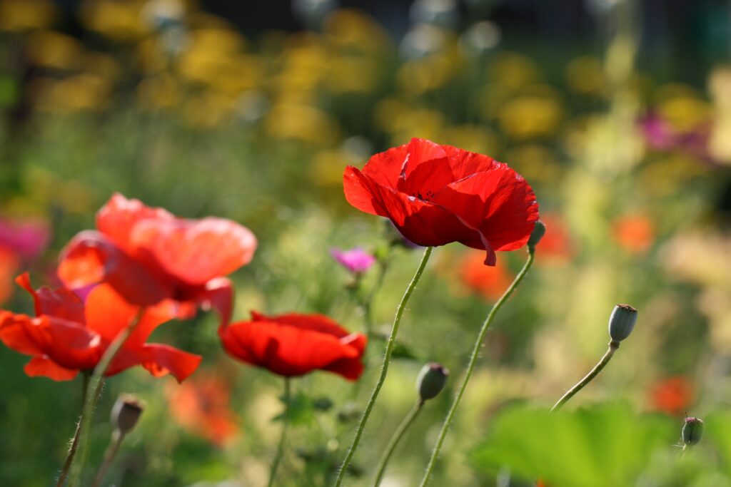 Close-Up of Glowing Red Poppies in a Sunlit Field - Macro Beauty Wallpaper