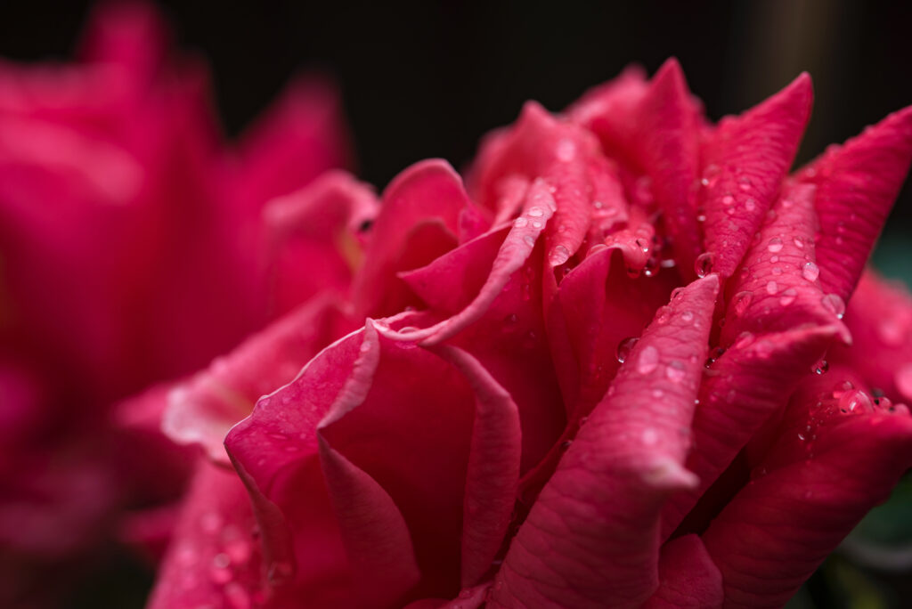 Vibrant Rose Wallpaper: Close-Up with Delicate Water Droplets