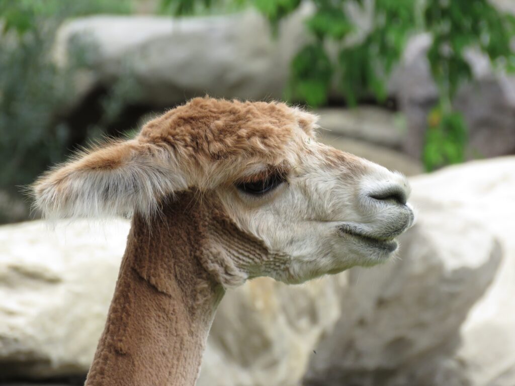 Close-Up Vicuña Wallpaper: Soft Wool & Gentle Expression Background