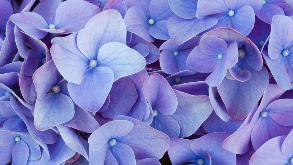 Calm Violet Hydrangea Wallpaper: Soft Petals & Serene Background