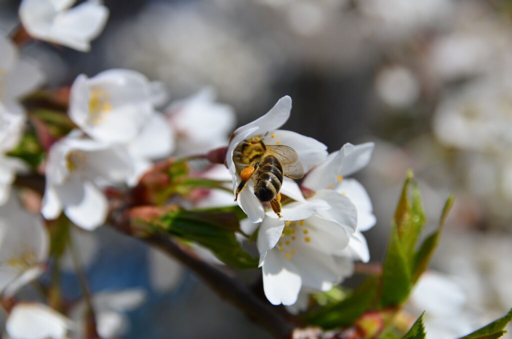 Close-Up Bee Pollinating White Cherry Blossoms Wallpaper Background