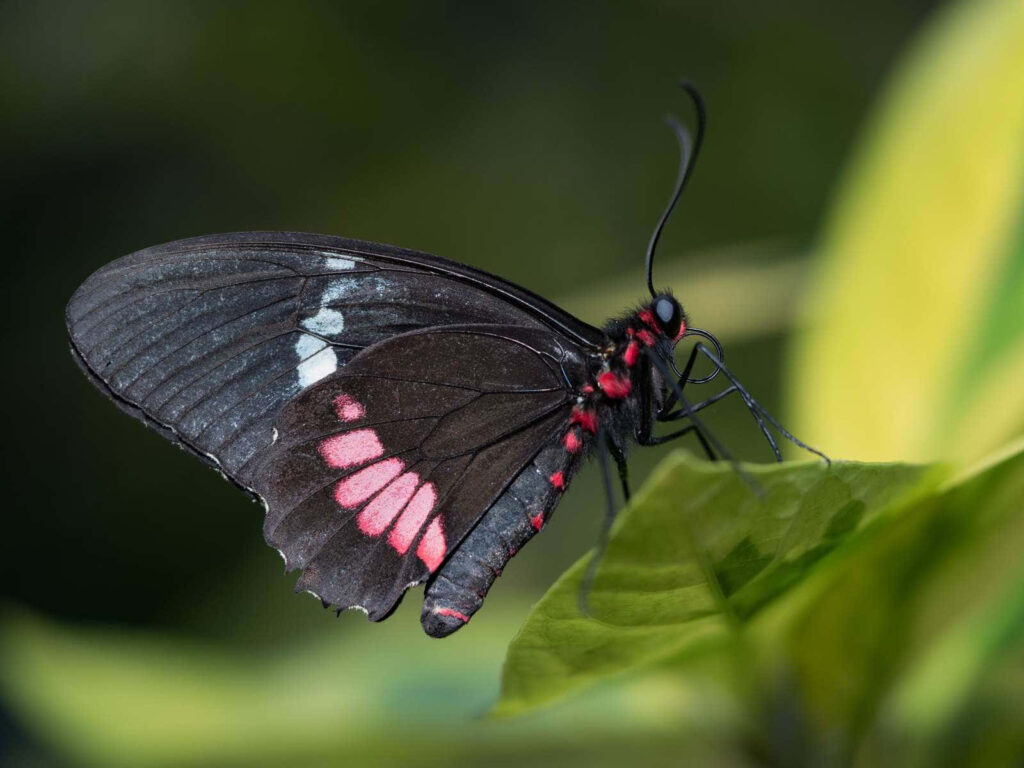 Stunning Black Butterfly Wallpaper with Pink Patterns on Green Leaves