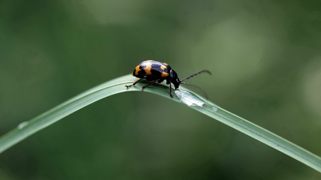 Close-Up Wallpaper of Black & Orange Insect on Grass